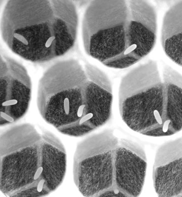 あなたの蜂の巣に横たわっている労働者を取り除く方法