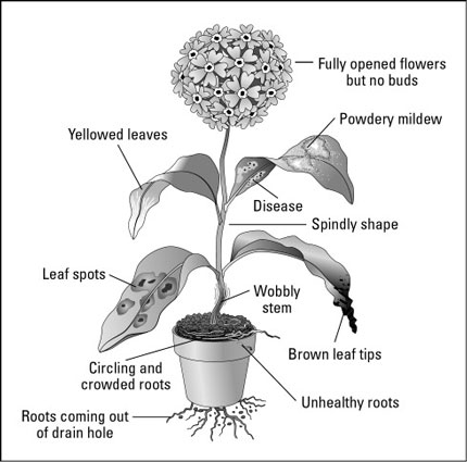 観葉植物を購入する際の病気/苦痛のチェック