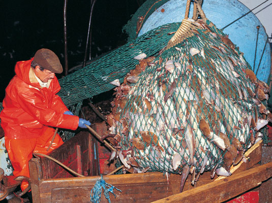 持続可能な種類の魚を購入する方法