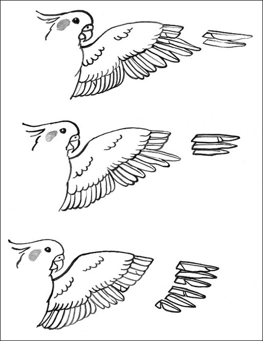 オカメインコの羽のトリミング