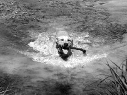 スポーツ犬の品種を識別する方法