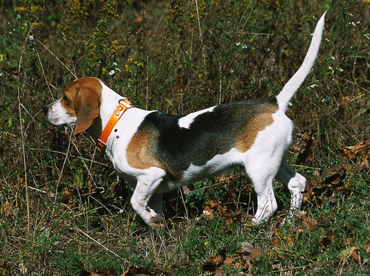 あなたのビーグル犬のためのショーと競技会