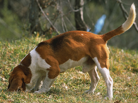 あなたのビーグル犬のためのショーと競技会