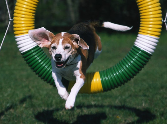 あなたのビーグル犬のためのショーと競技会