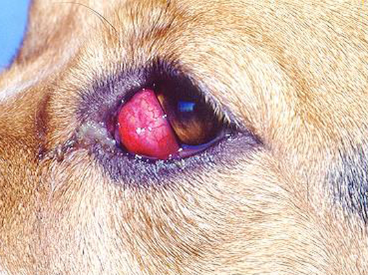ビーグル犬の一般的な健康問題の認識