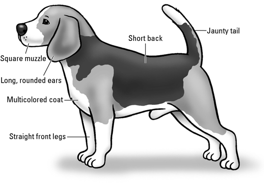 ビーグル犬：AKC品種標準