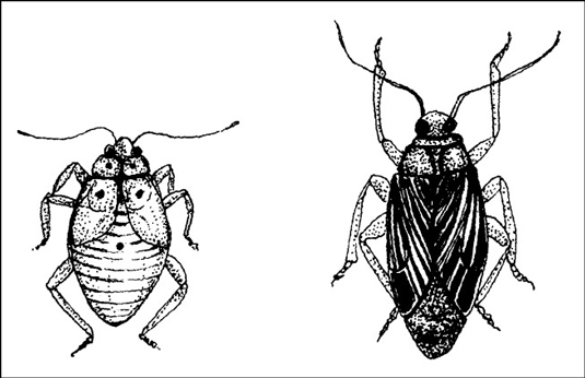 庭の害虫との戦い有機的な方法