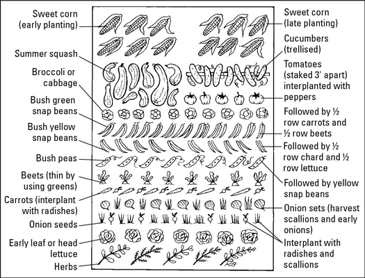 連続植栽と四角いガーデニングによる野菜の栽培