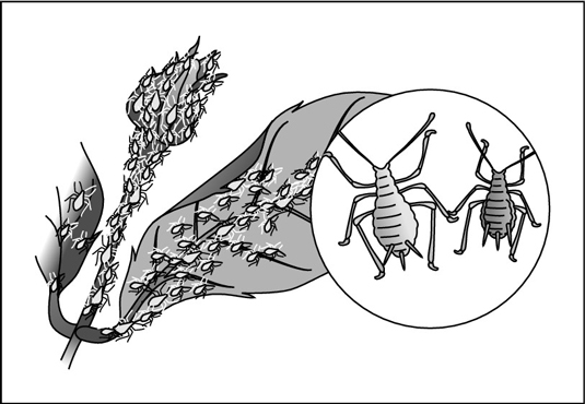 ラン：一般的な害虫を特定して制御する方法