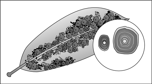 ラン：一般的な害虫を特定して制御する方法