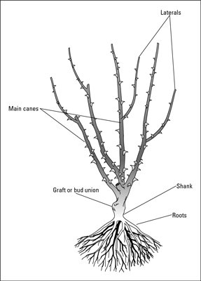 裸根のバラを植える方法