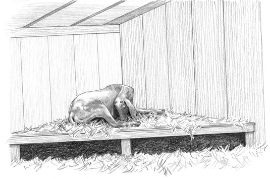 あなたのヤギのための睡眠棚を構築する方法