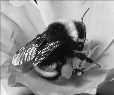 刺すような昆虫を識別する方法