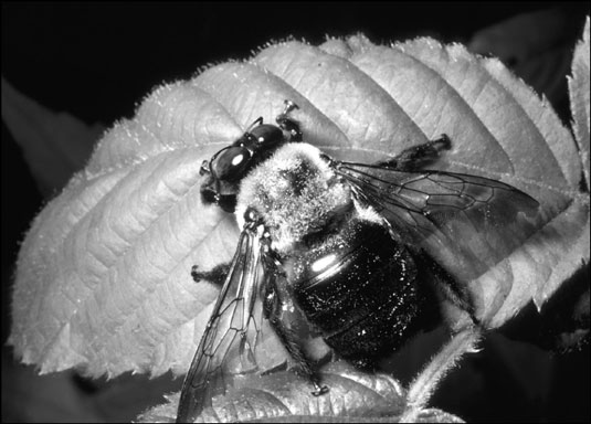 刺すような昆虫を識別する方法