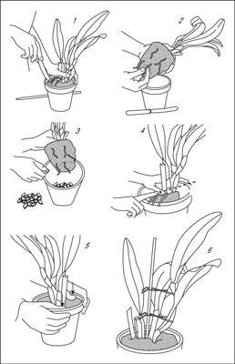 蘭を植え替える方法