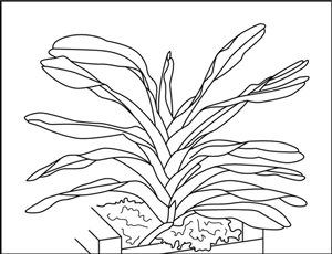 蘭を植え替える方法