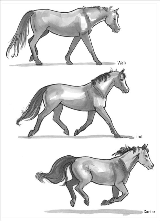 馬の用語：馬を正しく説明する