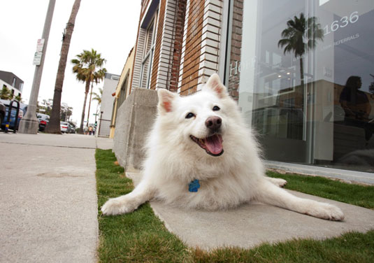 白い犬を撮影するときに調整を行う方法