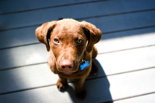 かわいい子犬の写真をキャプチャする方法