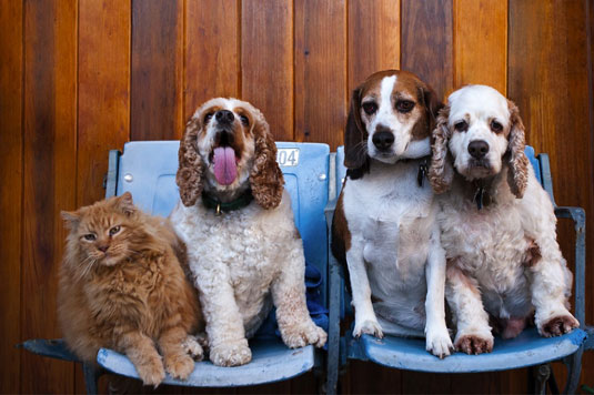 あなたの犬の写真に他の動物を含める方法