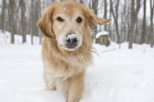 雪の中で犬の写真を撮る方法