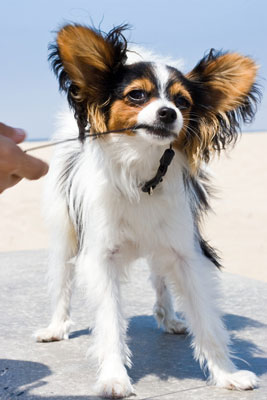 犬の写真でつかの間の瞬間と物語をキャプチャする