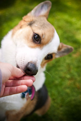 犬の写真撮影中に被写体を動機付けるものを知る