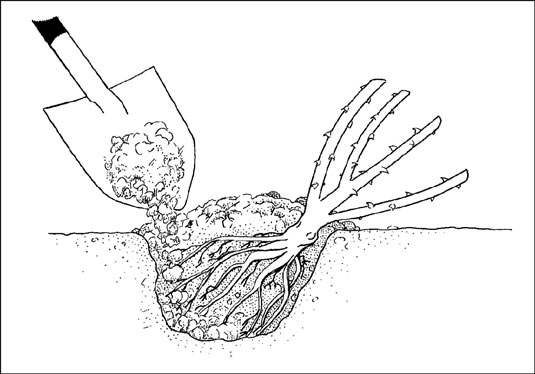 植える前に裸根のバラを保管する方法