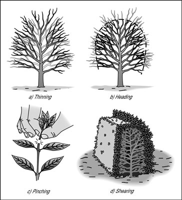 植物を剪定する方法