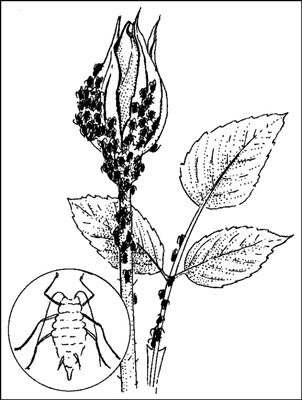 コンテナ植物を捕食する昆虫を追放する