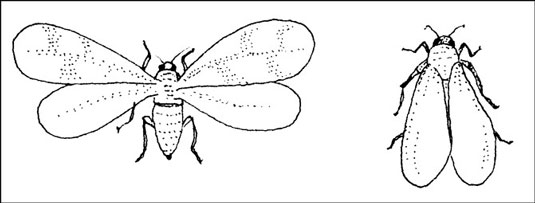コンテナ植物を捕食する昆虫を追放する