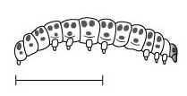 7つの芝生の害虫とそれらについて何をすべきか