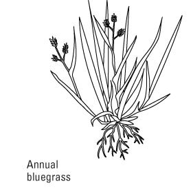 一般的な芝生の雑草を識別する方法