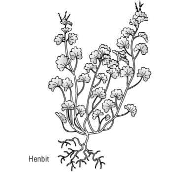 一般的な芝生の雑草を識別する方法