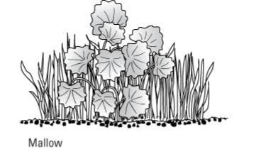 一般的な芝生の雑草を識別する方法