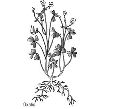 一般的な芝生の雑草を識別する方法