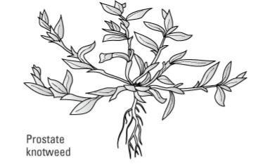 一般的な芝生の雑草を識別する方法