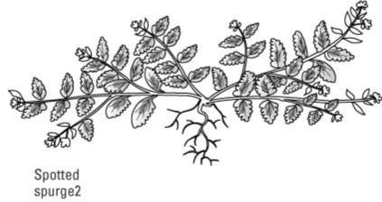 一般的な芝生の雑草を識別する方法