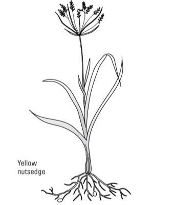 一般的な芝生の雑草を識別する方法