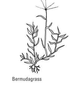 一般的な芝生の雑草を識別する方法