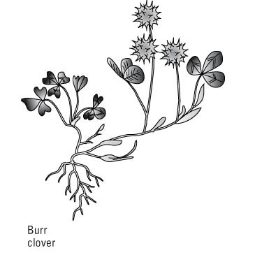 一般的な芝生の雑草を識別する方法