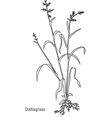 一般的な芝生の雑草を識別する方法