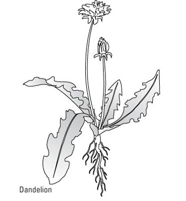 一般的な芝生の雑草を識別する方法