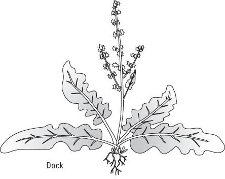 一般的な芝生の雑草を識別する方法