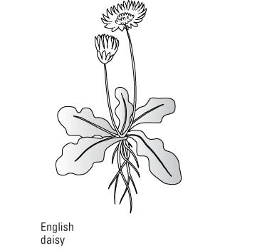 一般的な芝生の雑草を識別する方法