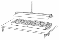 屋内でシードを開始する方法