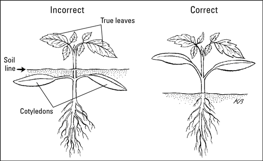 苗を移植する方法