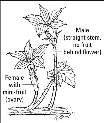ヴィニング野菜を育てる方法