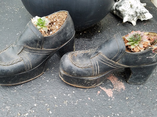 多肉植物とは何ですか？