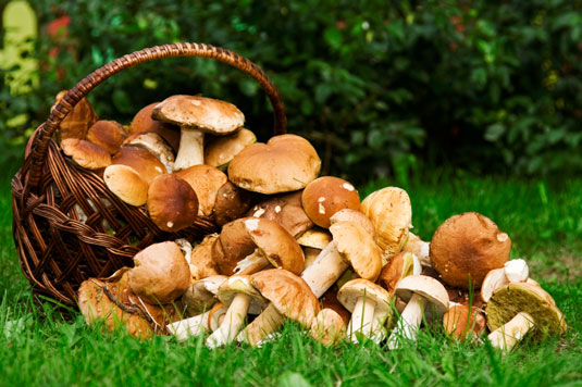 あなたの免疫力を高める10の植物ベースの食品